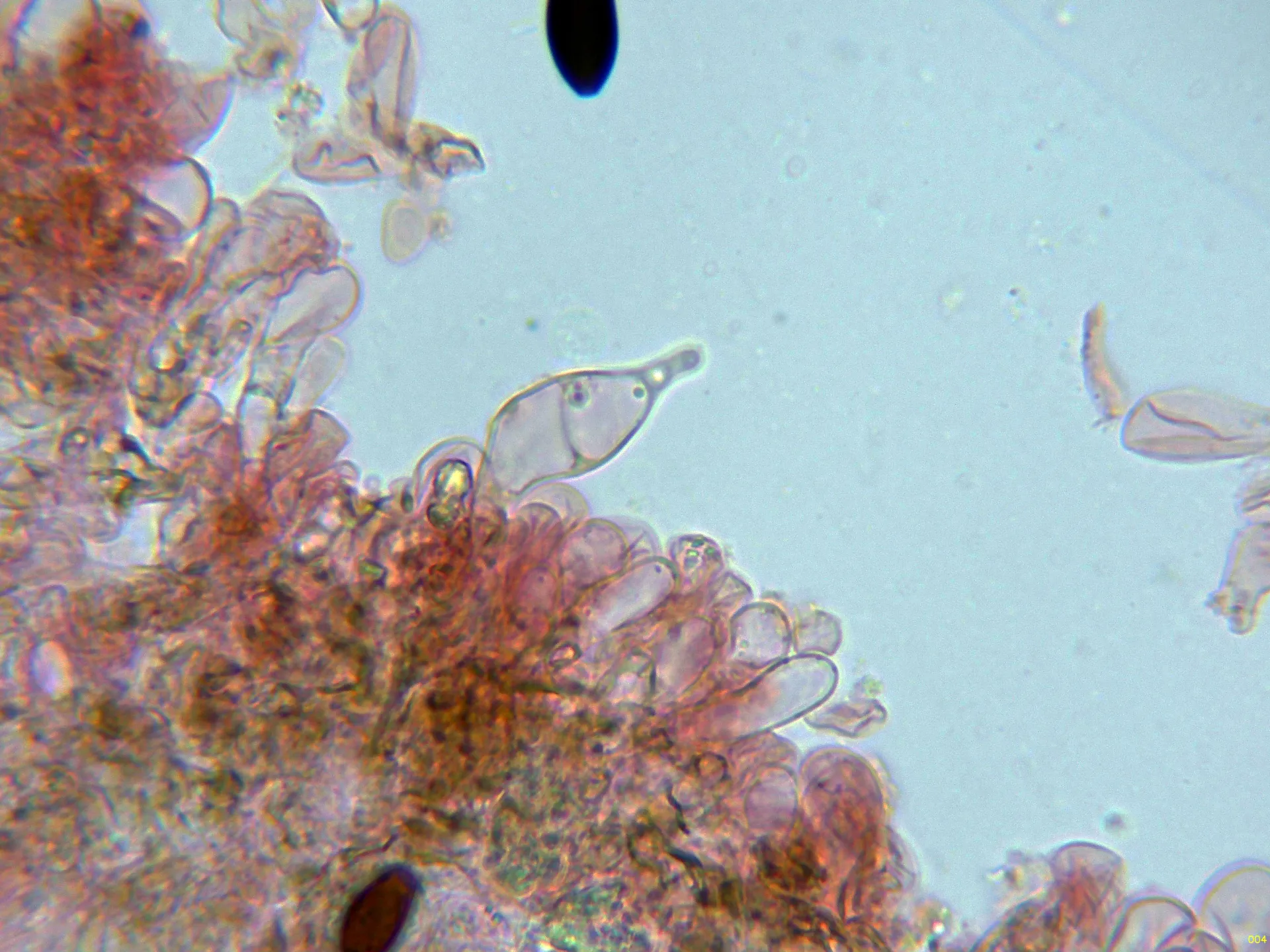 Microscopía de Psathyrella prona - 10 - Queilocistidios-004